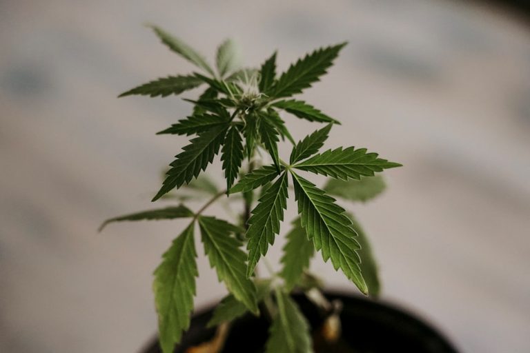 Oslo’s evolving cannabis scene offers a unique blend of recreational and medical options for locals and tourists alike