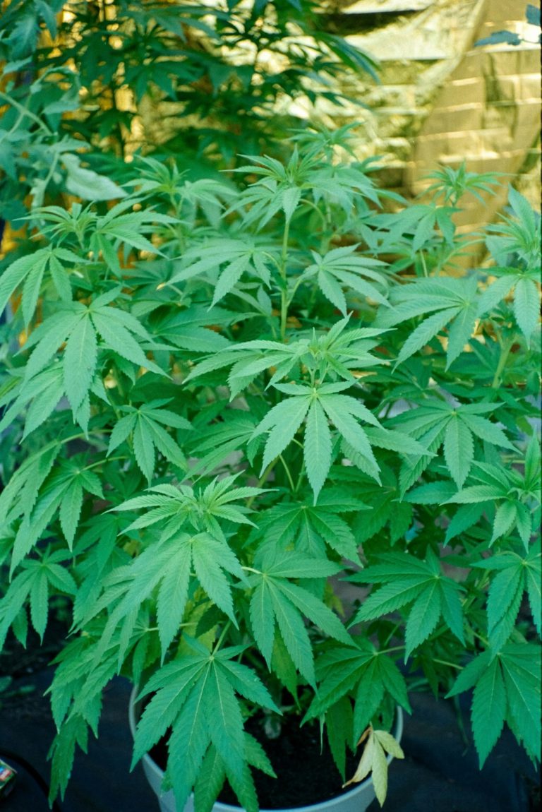 Premium THC Cannabis in Toulouse: Online Dispensary