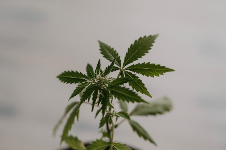 Florence cannabis market