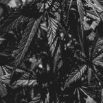 Premier Weed Shop in The Hague img-3143.jpg