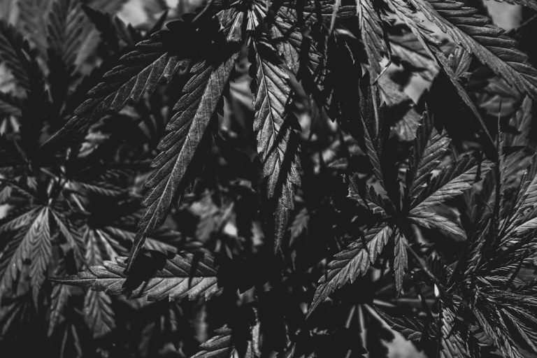 Premier Weed Shop in The Hague