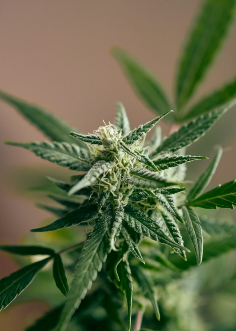 Welcome to the premier cannabis shop in Antwerp