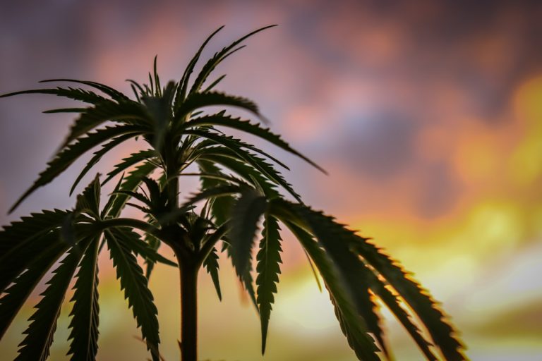 Timisoara: A Vibrant Hub for Cannabis Culture