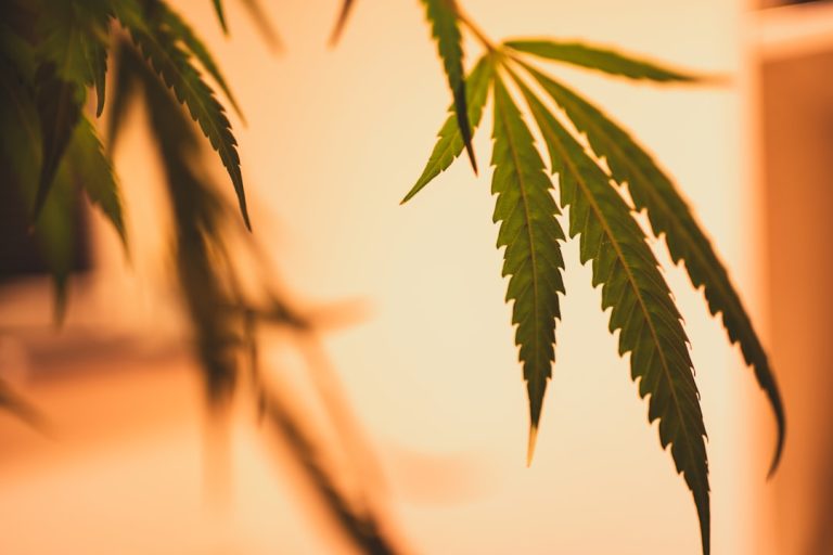 Looking to purchase high‑quality THC‑rich marijuana in Slovenia? Our online catalog offers a wide selection of strains, edibles, vape cartridges, and herbal blends that comply with all EU and Slovenian regulations.