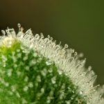 Buying Marijuana Online Montpellier: A Comprehensive Guide img-3318.jpg