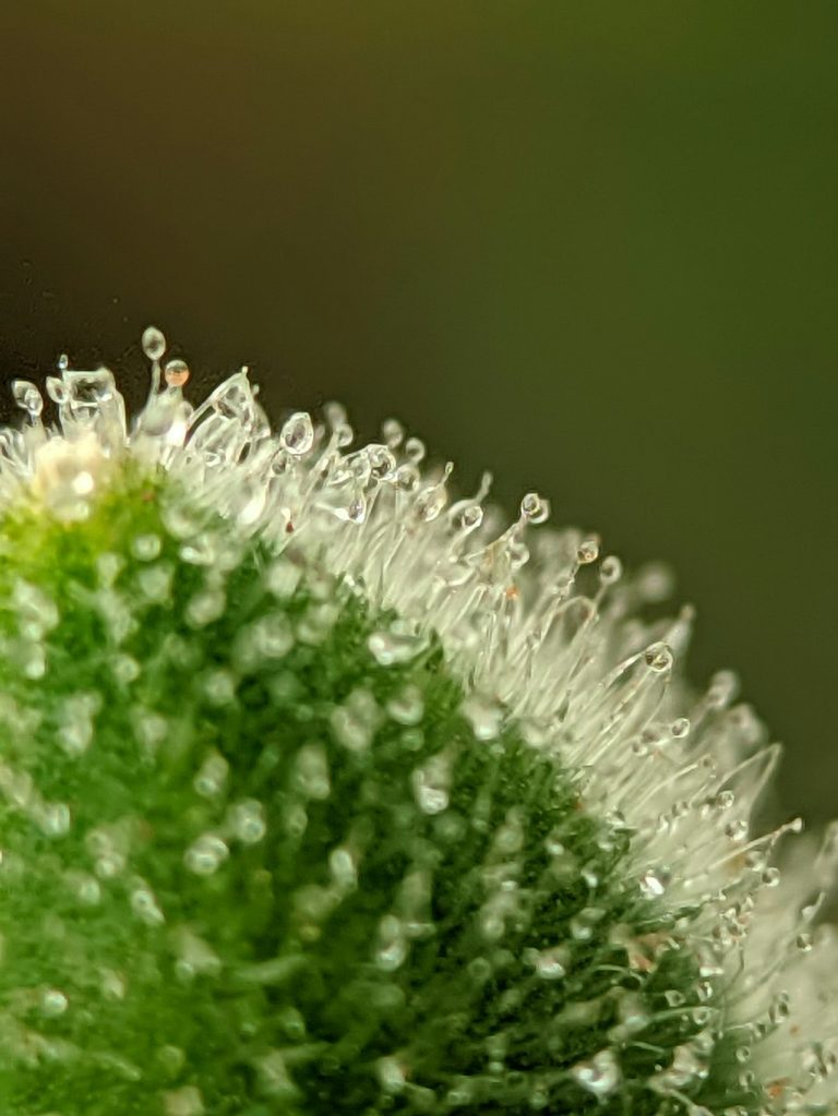 Buying Marijuana Online Montpellier: A Comprehensive Guide