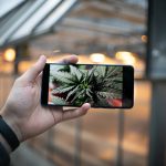 Looking to purchase high‑quality THC‑rich marijuana in Portugal? img-3338.jpg
