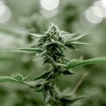 Welcome to the heart of Italy’s cannabis culture – Turin img-3352.jpg