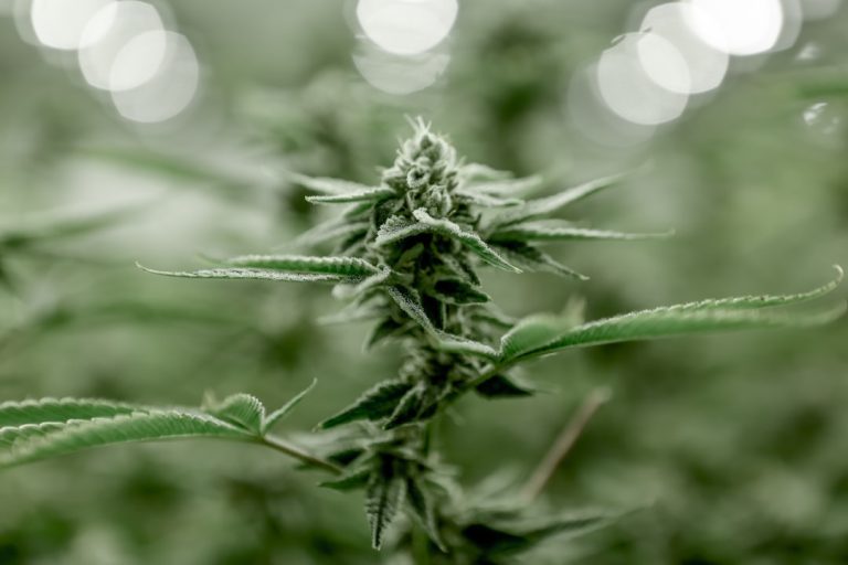 Welcome to the heart of Italy’s cannabis culture – Turin