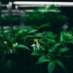 Cannabis Shop Lithuania – Buy Online img-3422.jpg
