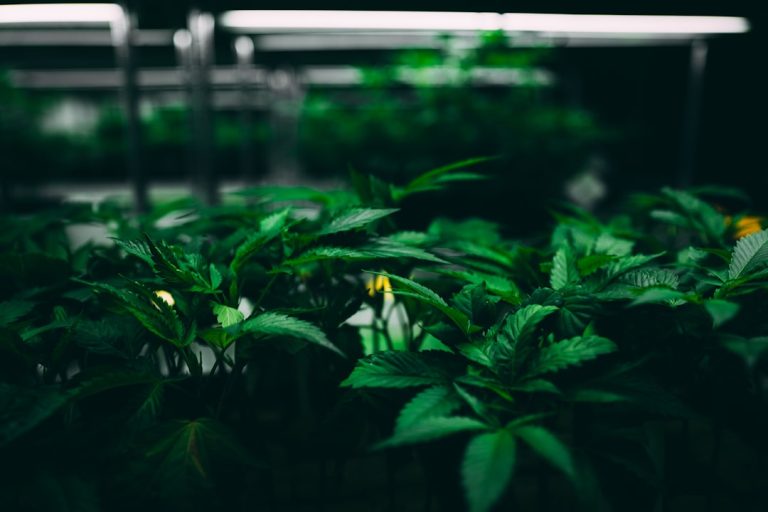 Cannabis Shop Lithuania – Buy Online