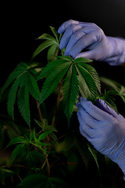 Szeged Marijuana Delivery Guide