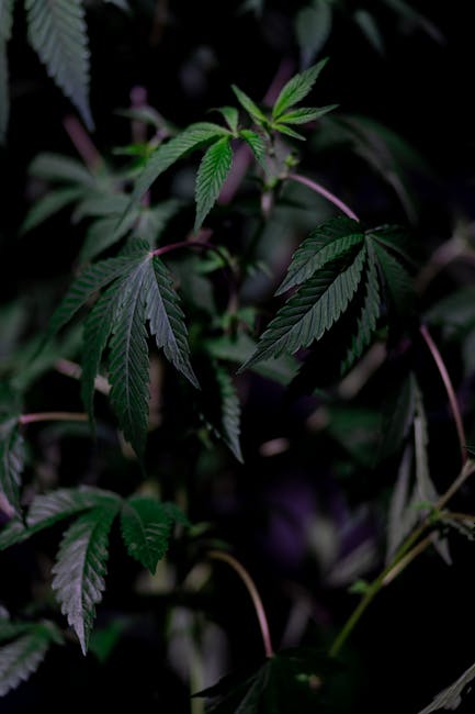 Palermo’s Premier Cannabis Dispensary
