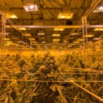 Vila Nova de Gaia Cannabis Shop img-42.jpg