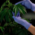 Cardiff Cannabis Online img-443.jpg