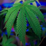 Cannabis Delivery Bordeaux Your Guide to Buying Medical Marijuana Recreational Cannabis CBD and THC Products Online img-483.jpg