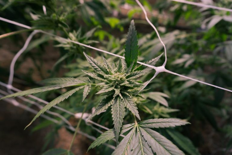 Buy Weed Online Dublin: Find the Best Cannabis Shop and Learn the Laws