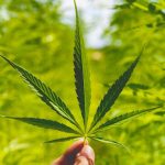 Cannabis Delivery Services in Sintra img-496.jpg