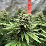 Hanover Cannabis Shop High Quality THC Rich Cannabis img-5.jpg