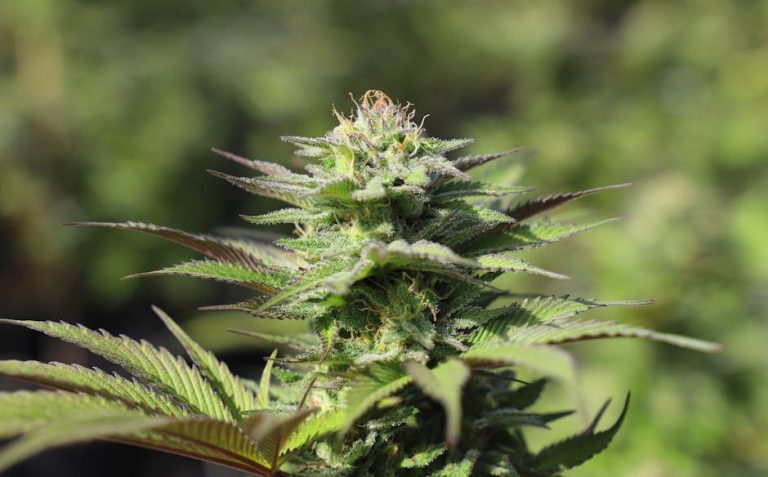 Hashish Nantes: The Ultimate Guide to Buying and Using Hashish in Nantes