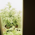 Welcome to the premier 420 shop in Bulgaria img-537.jpg