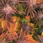 Buying Cannabis in Birmingham: A Comprehensive Guide img-538.jpg