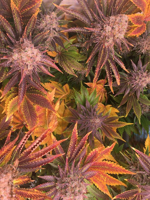 Buying Cannabis in Birmingham: A Comprehensive Guide