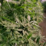 Buy THC Vape Greece Online: A Comprehensive Guide img-559.jpg