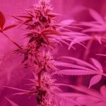 Piza Premium THC‑Rich Cannabis in Europe img-561.jpg