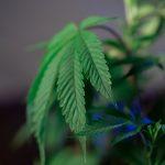 Looking to purchase premium THC‑rich marijuana in Bialystok? img-644.jpg