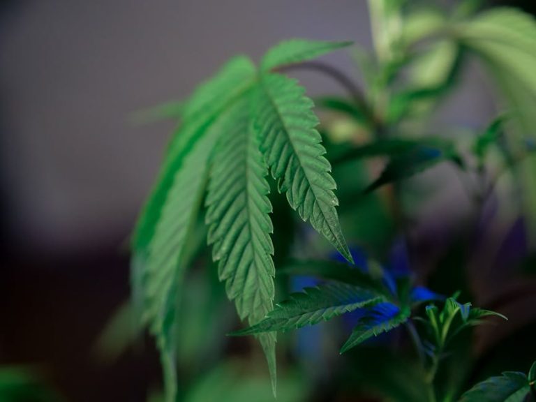 Looking to purchase premium THC‑rich marijuana in Bialystok?