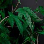 Looking for reliable, professional, and affordable cannabis delivery in Rotterdam? img-652.jpg