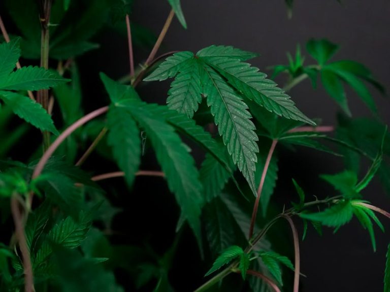 Looking for reliable, professional, and affordable cannabis delivery in Rotterdam?