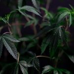Welcome to the premier destination for high‑quality THC vapes, e‑liquids, and cannabis products in Tenerife img-7.jpg