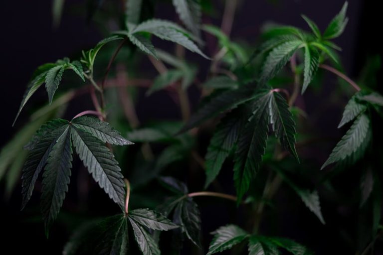 Welcome to the premier destination for high‑quality THC vapes, e‑liquids, and cannabis products in Tenerife