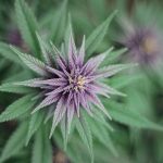 Welcome to the future of cannabis shopping in the heart of the Basque Country img-701.jpg