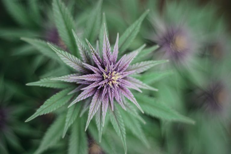 Welcome to the future of cannabis shopping in the heart of the Basque Country