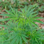 Buy Hashish in Krakow: Legal Guide and Online Shop img-702.jpg