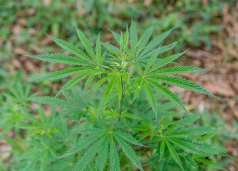 Buy Hashish in Krakow: Legal Guide and Online Shop