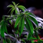 Liverpool Weed Shop: Your Ultimate Guide to Cannabis, CBD, and Delivery img-823.jpg