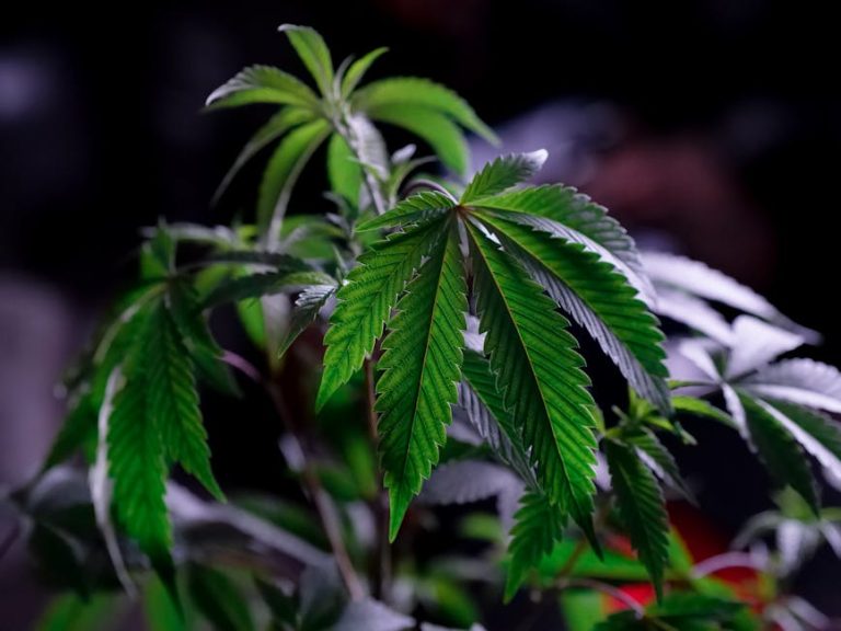 Liverpool Weed Shop: Your Ultimate Guide to Cannabis, CBD, and Delivery
