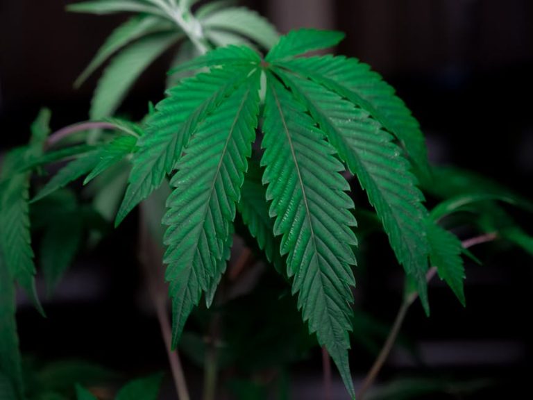 Latvia’s cannabis market is evolving rapidly
