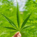 High‑Quality THC‑Rich Cannabis in Geneva – Online Store img-890.jpg