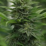 Buy THC‑Rich Cannabis in Nuremberg – Online Dispensary img-893.jpg