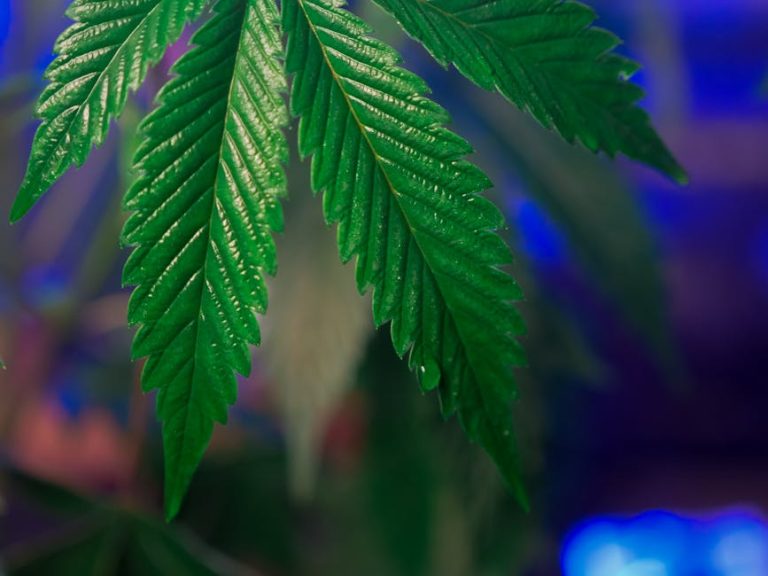 THC Cannabis in Bremen: Legal Status, Buying Guide, and Product Range