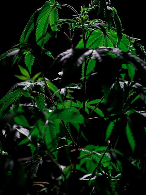 Milan Cannabis Guide