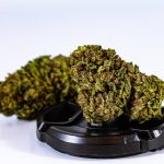 Navigating the Estonian Cannabis Market img-973.jpg